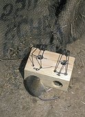 Mouse trap with dead Mouse. Portugal