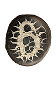 Septarian concretion or (septarian nodules), Morocco, a dense mass formed by precipitation of mineral cement in sedimentary rock or soil which is later cracked and filled with other material, in this case calcite, Concretions are often ovoid or spherical in shape, although irregular shapes also occur. The word 'concretion' is derived from the Latin con meaning 'together' and crescere meaning 'to grow'. Concretions form within layers of sedimentary strata that have already been deposited. They usually form early in the burial history of the sediment, before the rest of the sediment is hardened into rock. This concretionary cement often makes the concretion harder and more resistant to weathering than the host stratum.