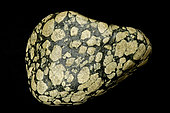 Porphyry, feldspar mega-crysts in mafic matrix, "Leopard rock", Montana, USA, formed from proterozoic mafic intrusions, weathered by tumbling in a river