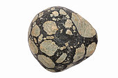 Porphyry, feldspar mega-crysts in mafic matrix, "Leopard rock", Montana, USA, formed from proterozoic mafic intrusions, weathered by tumbling in a river