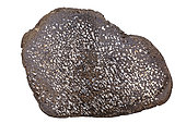Dinosaur bone, cross section, fossilized