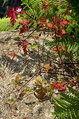 Herbe à Robert (Geranium robertianum)