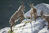 Young Ibex ( Capra ibex) male playing fighting between males, Alps , Switzerland.