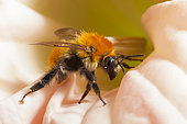 Brown Bumblebee (Bombus pascuorum) on a flower. France