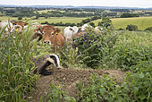 Badger (Meles meles) and Cattle in a meadow, England, Spring