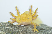 Axolotl (Ambystoma mexicanum)