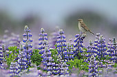 Meadow Pipit (Anthus pratensis) on flowers of Lupine (Lupinus sp), Iceland