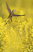 Ashy-headed Wagtail (Motacilla flava) flying out of a rapeseed field in bloom, Belgium