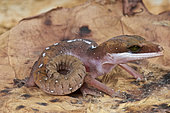 Striped cat gecko (Aeluroscalabotes felinus multituberculatus)