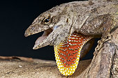 Portrait of Brown Anole (Anolis sagrei) mlae, Florida, USA