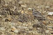 Eurasian Stone-curlew (Burhinus oedicnemus) on the ground, Coussous de Crau nature reserve, Bouches-du-Rhône, France