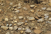 Eurasian Stone-curlew (Burhinus oedicnemus) eggs on the ground among the pebbles, Coussous de Crau nature reserve, Bouches-du-Rhône, France