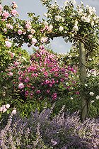 Scène de rosiers grimpants chez les roses André Eve à Pithiviers. Association de 'Reine des Neiges Grimpant', 'Vanity' (au centre) et 'Colcestria'. Loiret, France