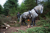 Travail en forêt avec cheval Percheron sous la pluie, Désenrésinement d'une zone humide, Ardenne, Belgique