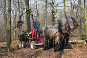 Draught horse - Belgian draught horses and hydro-mobile carrier at work in the deciduous forest Beech-oak forest, Ardennes, Belgium