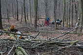 Draught horse - Belgian draught horses and hydro-mobile carrier at work in the deciduous forest Beech-oak forest, Ardennes, Belgium