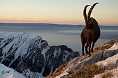 Alpine ibex (Capra ibex) male and summits, Valais Alps, Switzerland.
