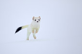 Ermine ( Mustela erminea ) in white coat of winter running on snow, Prealps.