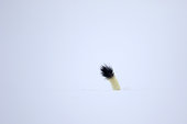 Ermine ( Mustela erminea ) tail in white coat of winter on snow, Prealps.
