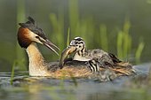 Great Crested Grebe (Podiceps cristatus) feeding its young, Dombes, France