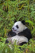 Giant Panda (Ailuropoda melanoleuca),captive, Chengdu Panda Base, Sichuan, China