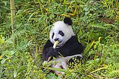 Giant Panda (Ailuropoda melanoleuca),captive, Chengdu Panda Base, Sichuan, China