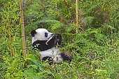 Giant Panda (Ailuropoda melanoleuca),captive, Chengdu Panda Base, Sichuan, China