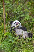 Giant Panda (Ailuropoda melanoleuca),captive, Chengdu Panda Base, Sichuan, China