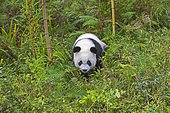 Giant Panda (Ailuropoda melanoleuca),captive, Chengdu Panda Base, Sichuan, China