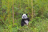 Giant Panda (Ailuropoda melanoleuca),captive, Chengdu Panda Base, Sichuan, China