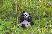 Giant Panda (Ailuropoda melanoleuca),captive, Chengdu Panda Base, Sichuan, China