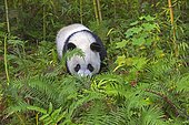 Giant Panda (Ailuropoda melanoleuca),captive, Chengdu Panda Base, Sichuan, China