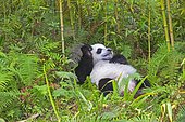 Giant Panda (Ailuropoda melanoleuca),captive, Chengdu Panda Base, Sichuan, China