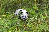 Giant Panda (Ailuropoda melanoleuca),captive, Chengdu Panda Base, Sichuan, China