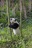 Giant Panda (Ailuropoda melanoleuca),captive, Chengdu Panda Base, Sichuan, China