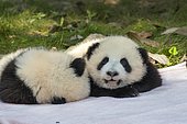 Giant Panda (Ailuropoda melanoleuca),captive babies installed outside on a blanket, Chengdu Panda Base, Sichuan, China