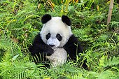 Giant Panda (Ailuropoda melanoleuca),captive, Chengdu Panda Base, Sichuan, China