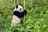 Giant Panda (Ailuropoda melanoleuca),captive, Chengdu Panda Base, Sichuan, China