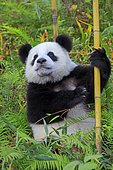 Giant Panda (Ailuropoda melanoleuca),captive, Chengdu Panda Base, Sichuan, China