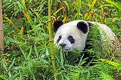 Giant Panda (Ailuropoda melanoleuca),captive, Chengdu Panda Base, Sichuan, China