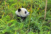 Giant Panda (Ailuropoda melanoleuca),captive, Chengdu Panda Base, Sichuan, China