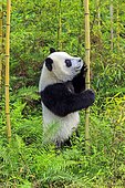 Giant Panda (Ailuropoda melanoleuca),captive, Chengdu Panda Base, Sichuan, China