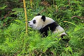 Giant Panda (Ailuropoda melanoleuca),captive, Chengdu Panda Base, Sichuan, China