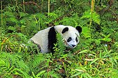 Giant Panda (Ailuropoda melanoleuca),captive, Chengdu Panda Base, Sichuan, China
