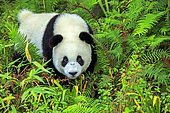 Giant Panda (Ailuropoda melanoleuca),captive, Chengdu Panda Base, Sichuan, China
