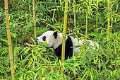 Giant Panda (Ailuropoda melanoleuca),captive, Chengdu Panda Base, Sichuan, China
