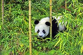 Giant Panda (Ailuropoda melanoleuca),captive, Chengdu Panda Base, Sichuan, China
