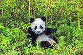 Giant Panda (Ailuropoda melanoleuca),captive, Chengdu Panda Base, Sichuan, China