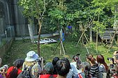 Giant Panda (Ailuropoda melanoleuca),captive,babies installed outside on a blanket,with a keeper videotaperResearch Base of Giant Panda Breeding or Chengdu Panda Base, Sichuan, China