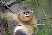 Yunnan Snub-nosed Monkey (Rhinopithecus bieti),young in a tree, Yunnan Province, China, Yunnan, China